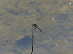 Odonata