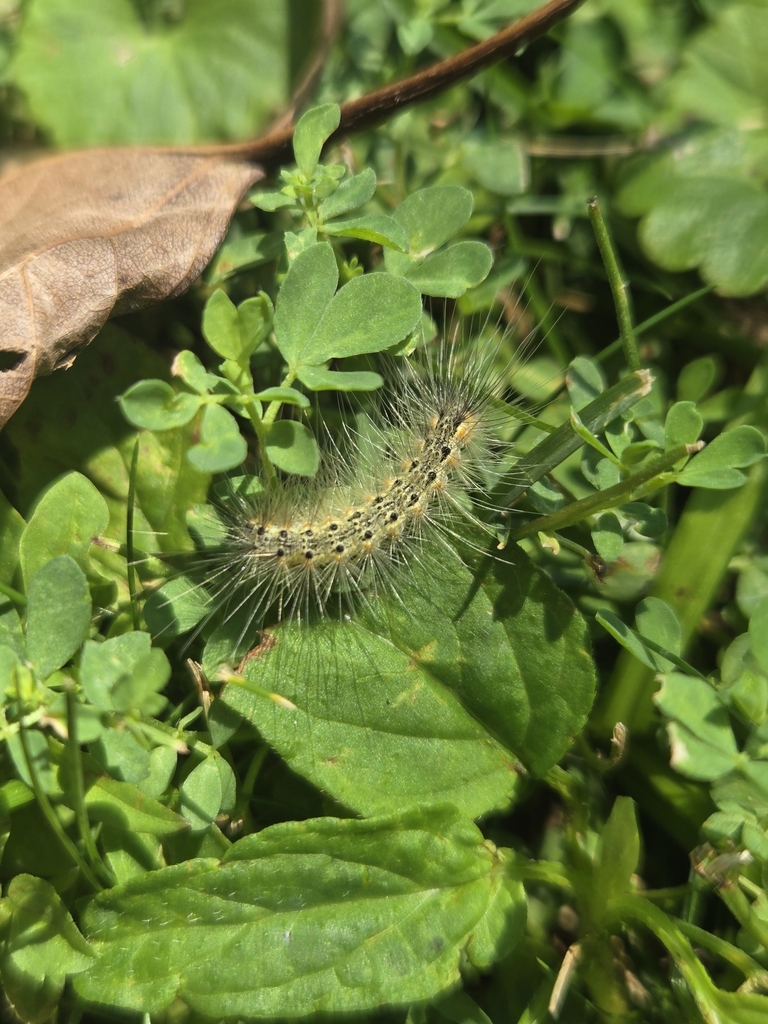 Fall Webworm Moth from Erie, PA 16507, USA on July 17, 2025 at 02:57 PM ...