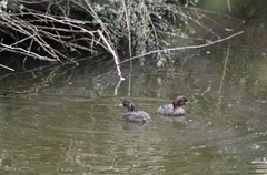 Tachybaptus ruficollis