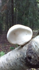 Fomitopsis betulina