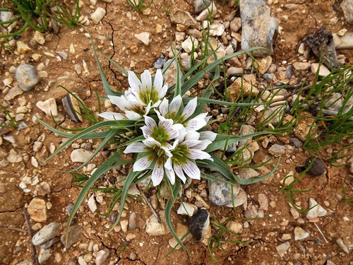 Colchicum palaestinum