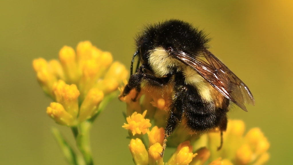 Mesoamerican Bumble Bee (Bombus ephippiatus) · iNaturalist