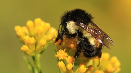 Mesoamerican Bumble Bee