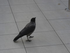 Corvus