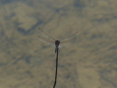 Odonata