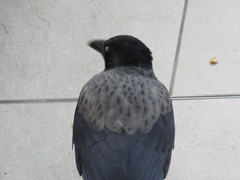 Corvus