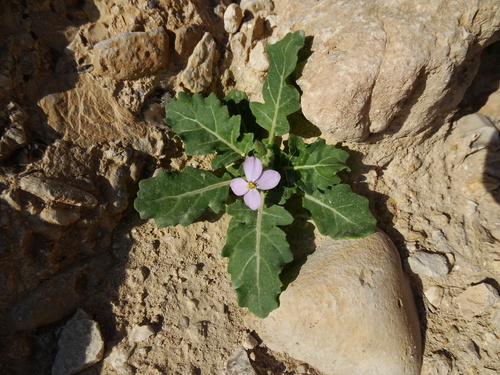 Diplotaxis acris (Diplotaxis acris)