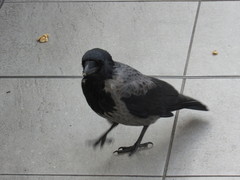 Corvus