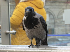 Corvus