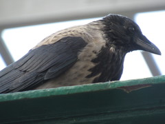 Corvus