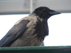 Corvus