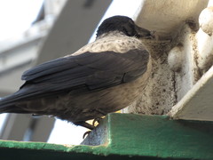 Corvus