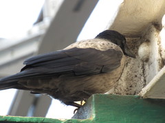 Corvus