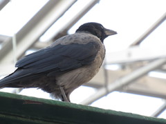 Corvus