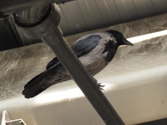 Corvus