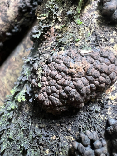 Kretzschmaria clavus observed 2025-07-16