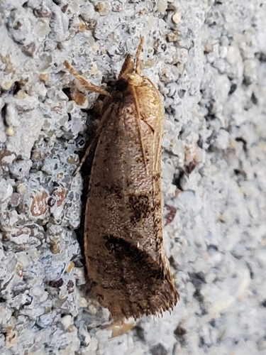Texas Grass Tubeworm Moth photo 3