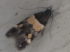 Triclonella determinatella