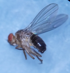 Drosophila funebris