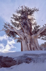 Pinus balfouriana austrina