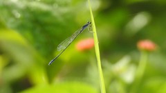 Aciagrion approximans