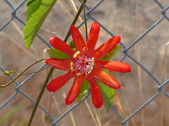 Coccinea