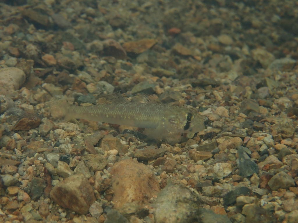 Chin-band goby (Stenogobius genivittatus) — Gobiidae