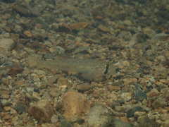 Stenogobius genivittatus