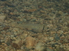 Chinstripe Goby - Photo (c) H.T.Cheng, some rights reserved (CC BY-NC), uploaded by H.T.Cheng