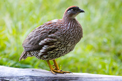 Erckel's Francolin photo 2