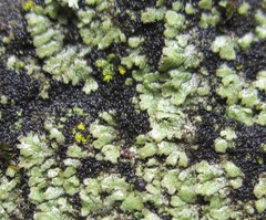 Phaeophyscia kairamoi
