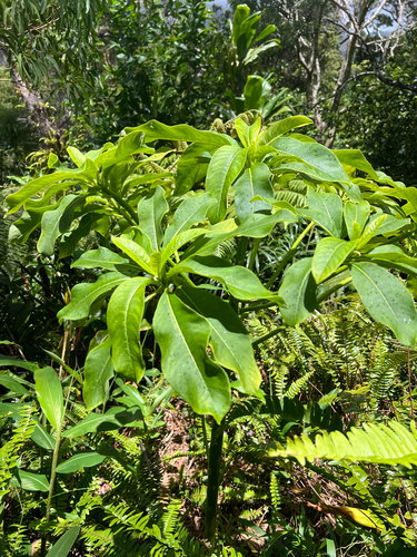 Clermontia kakeana observed 2025-07-16
