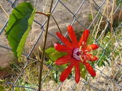 Coccinea