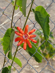 Coccinea