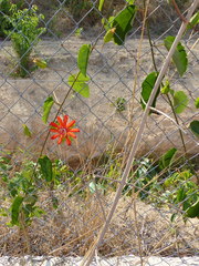 Coccinea