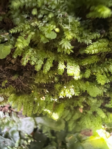 Vesicularia observed 2025-07-16