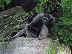 Borneo Gibbon photo 2