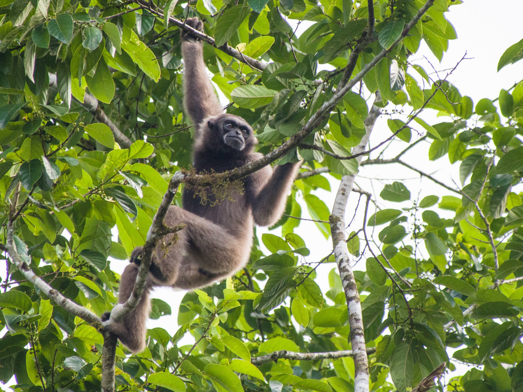 Borneo Gibbon