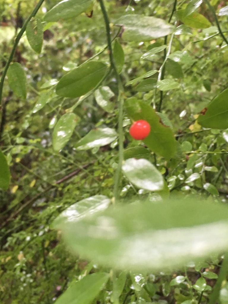 Red Hackberry Red Huckleberry from San Mateo County, CA, USA on October 29, 2016 at ...