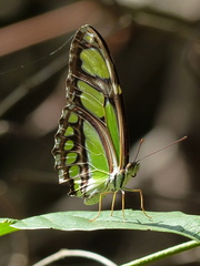 Philaethria dido