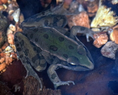 Lithobates sphenocephalus utricularius