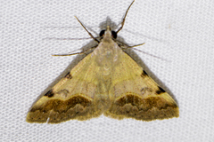 Hemeroplanis incusalis