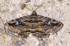 Zaleops umbrina