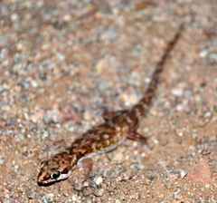 Pachydactylus