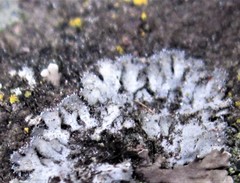 Phaeophyscia kairamoi