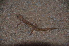 Pachydactylus