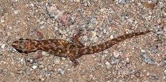 Pachydactylus