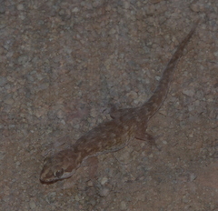 Pachydactylus