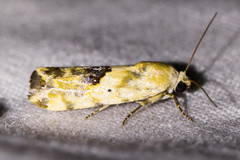 Acontiini