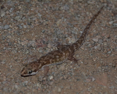 Pachydactylus